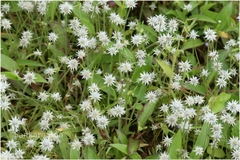 Eriocaulon stellulatum